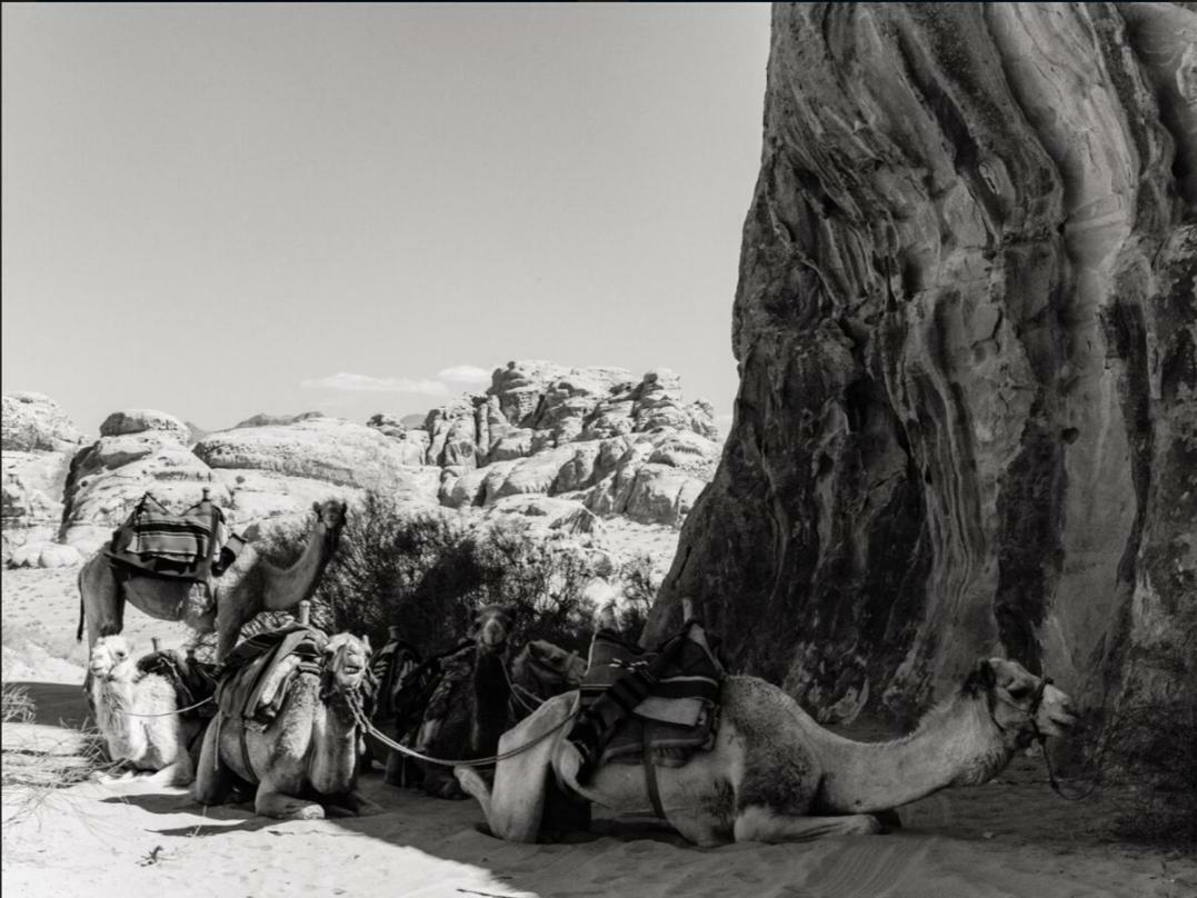 Wadi Rum Moon Camp Exteriör bild