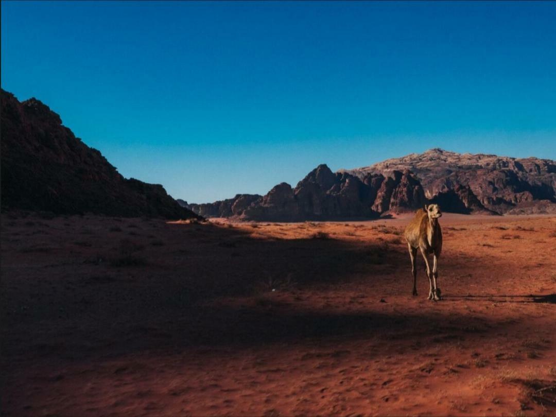 Wadi Rum Moon Camp Exteriör bild