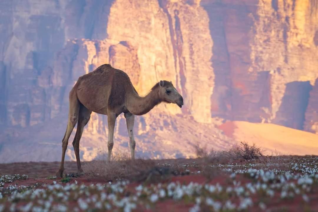 Wadi Rum Moon Camp Exteriör bild